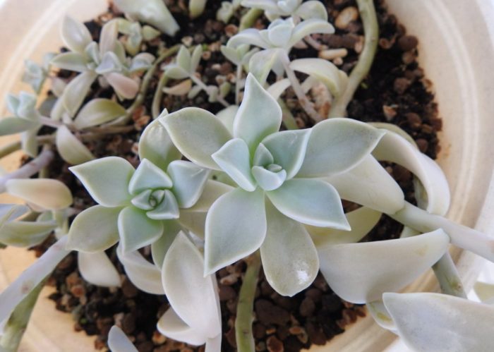 Каменни цветя в саксия