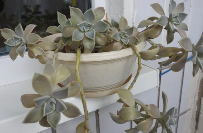 Саксия с граптопеталиум