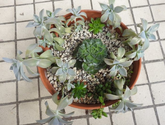 Два сукулента в една саксия