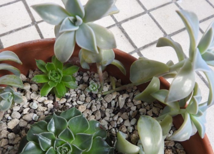 В саксията има два вида сукуленти