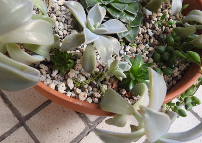 Млади и граптопеталиум