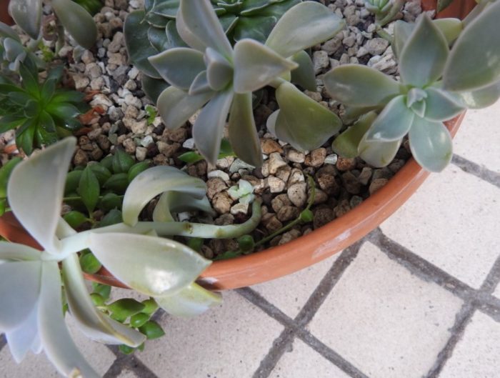 Гърне отблизо