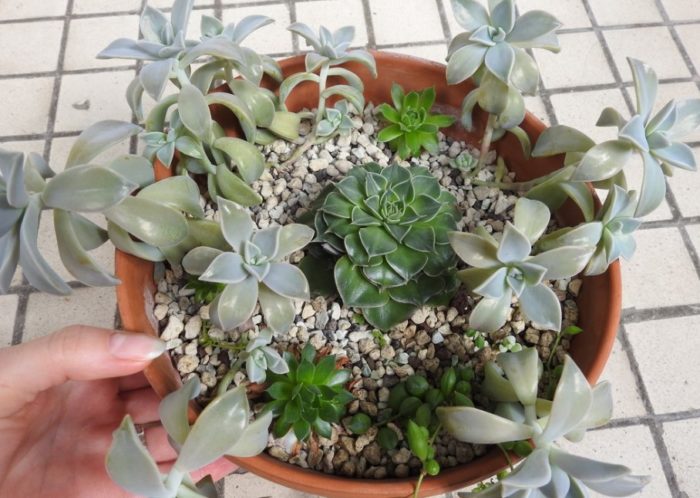 Парагвайски граптопеталум