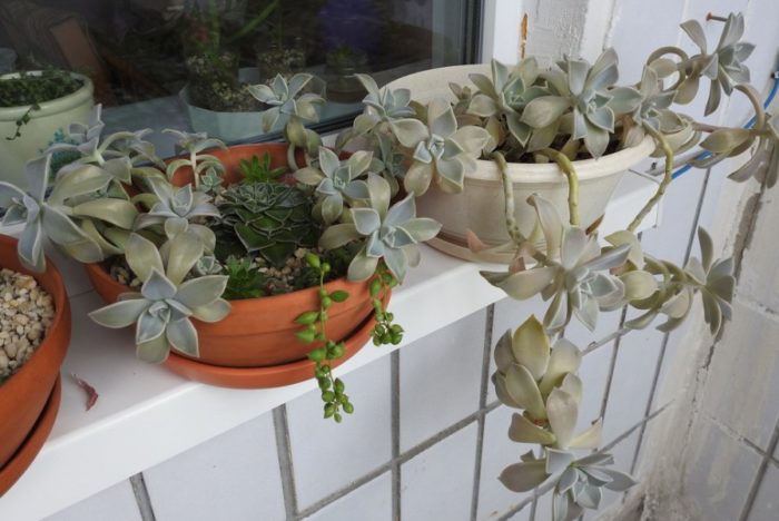 Цветя на балкона