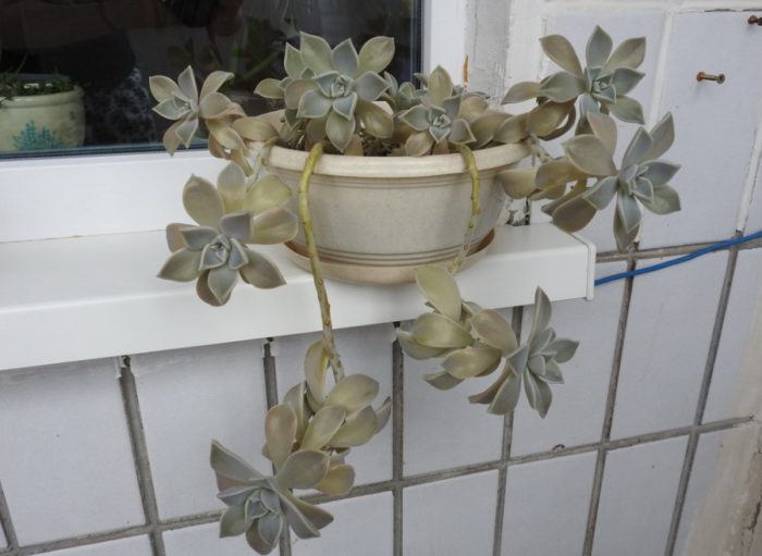 Граптопеталиум 1,5 години по-късно