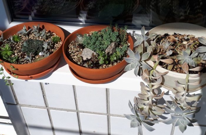 Пресаждане на растения