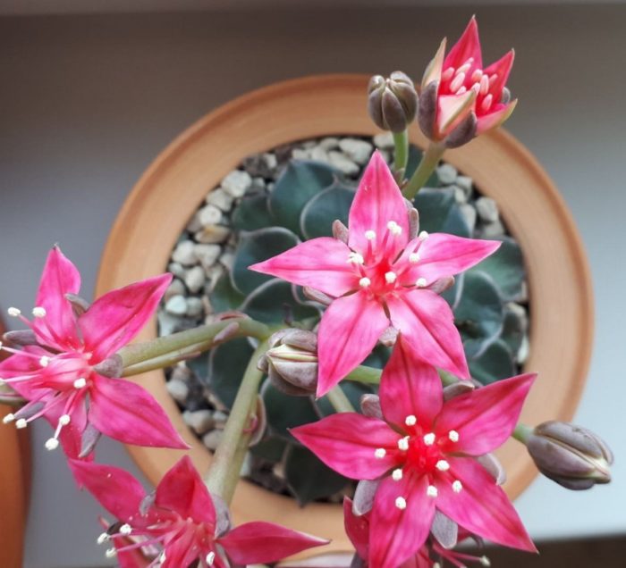 Граптопеталум белум