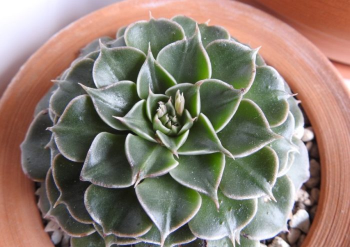 Граптопеталум белум без цветове