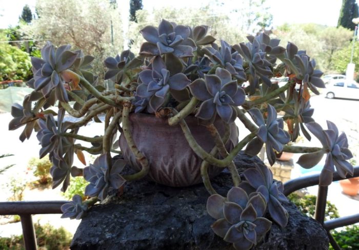 Майчино растение