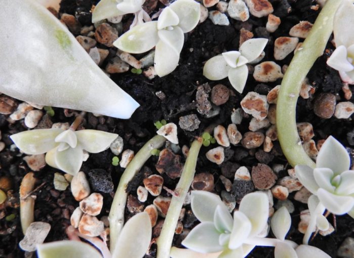 Бавен растеж на леторастите