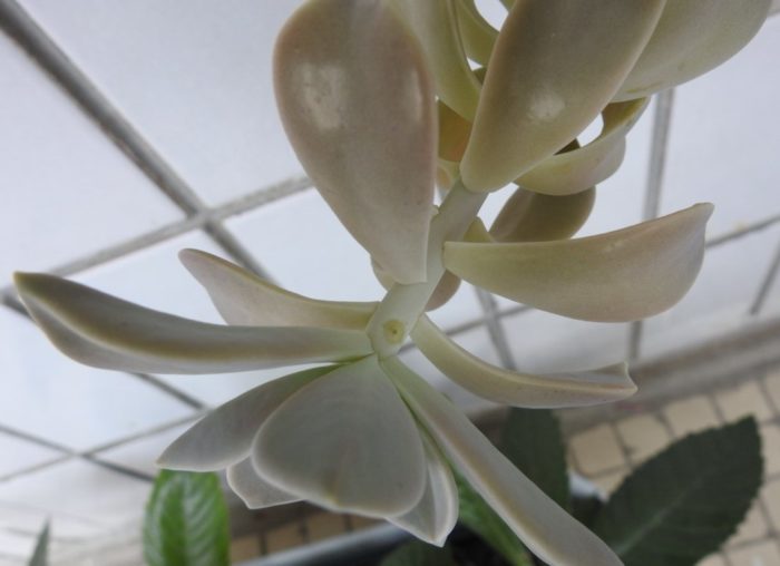 Листът се вкоренява успешно.