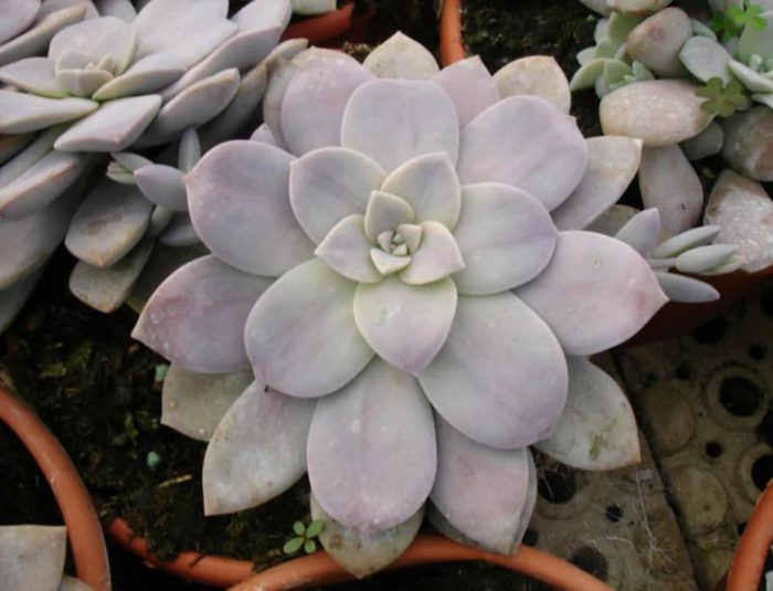 Граптопеталум пентандра