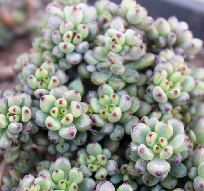 Дебел граптопеталум