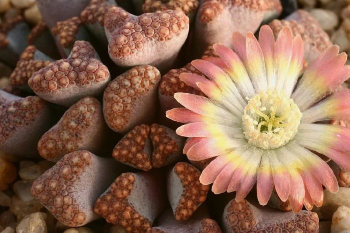 Ехинацея Литопс