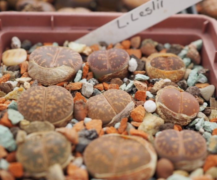 Литопс Лесли