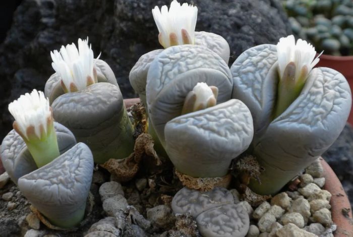 Литопс мрамор