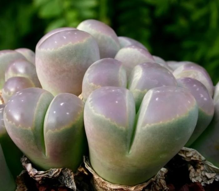 Маслиненозелени литопси