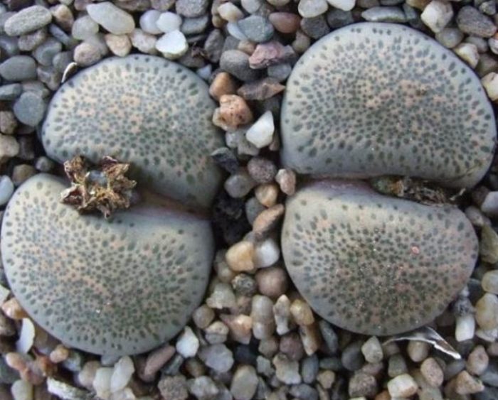 Литопс Волкай