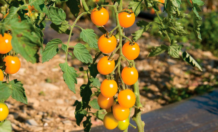 Сорт домати Кира