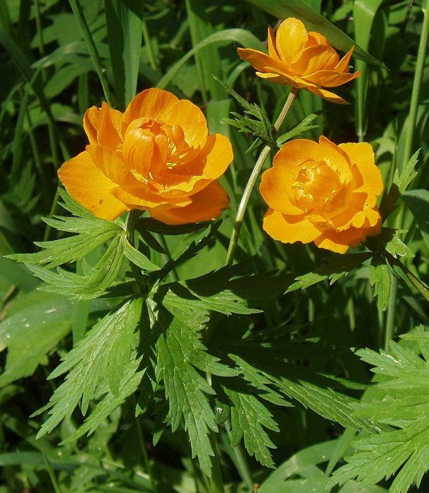 Φυτό Globeflower Globeflower
