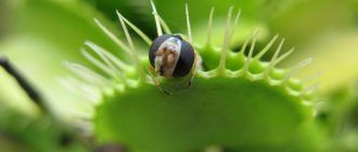 Венерина мухоловка