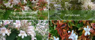 Видове Абелия