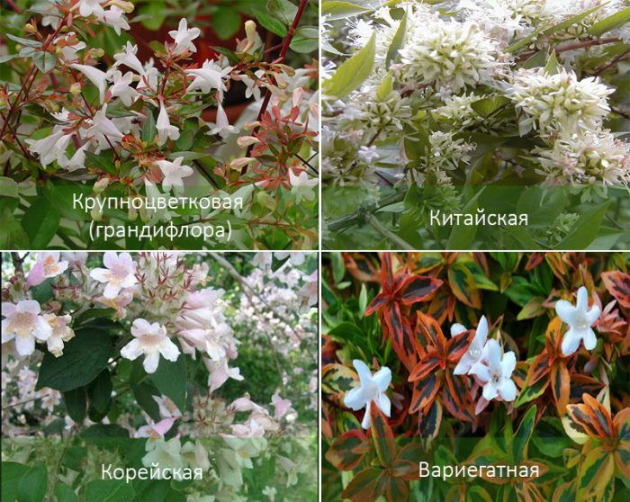 Популярни видове Абелия Видове Абелия