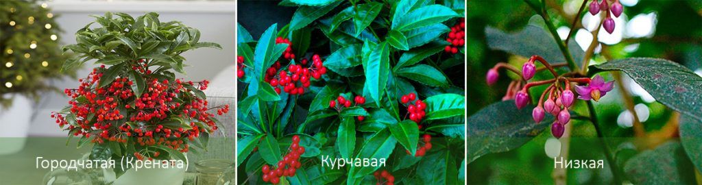 Видове Ардизия