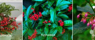 Видове Ардизия