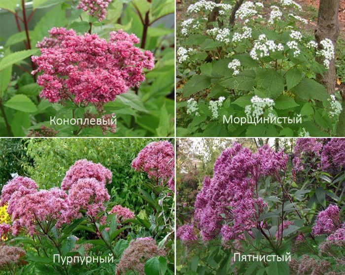 Видове евпаториум