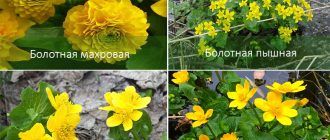 Видове блатен невен