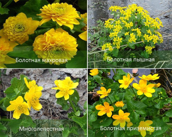 Είδη κατιφέδων βάλτου