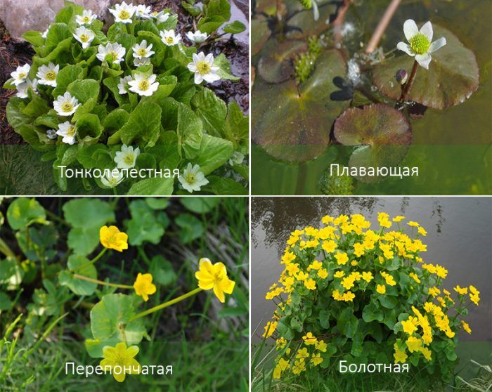 Είδη κατιφέδων βάλτου