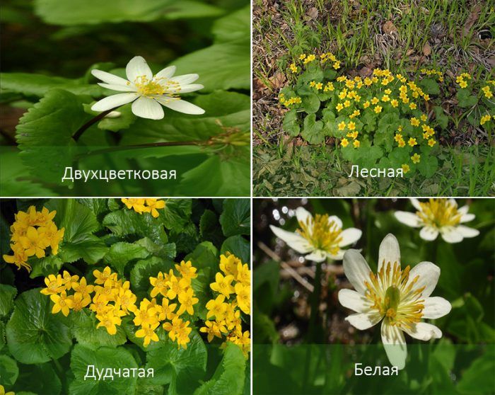 Είδη κατιφέδων βάλτου