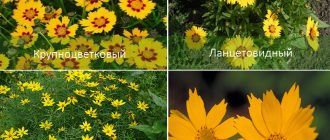 Видове кореопсис