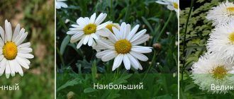 Видове маргаритки