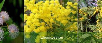 Видове мимоза