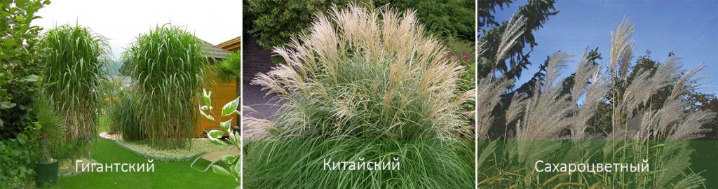 Видове мискантус