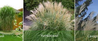 Видове мискантус
