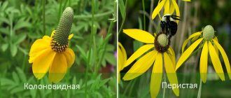 Видове ратибида