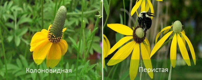 Видове ратибида