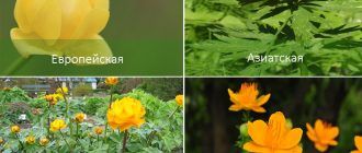 Видове глобус