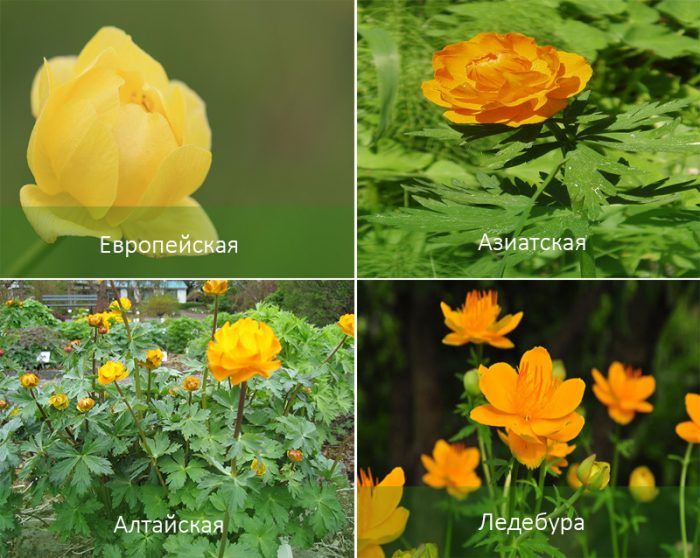 Δημοφιλή είδη λουλουδιών globeflower Είδη λουλουδιών με σφαιρίδια