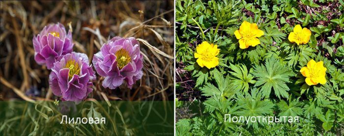 Δημοφιλή είδη λουλουδιών globeflower Είδη λουλουδιών με σφαιρίδια