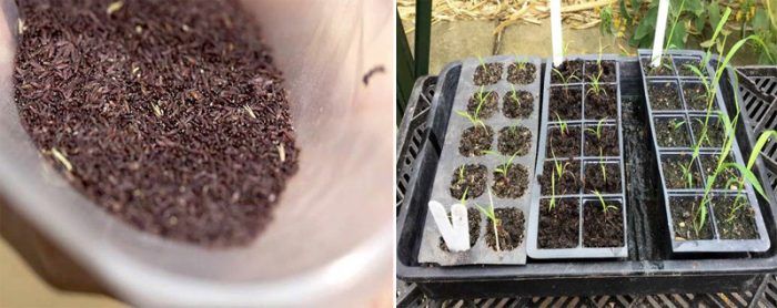 Отглеждане от семена