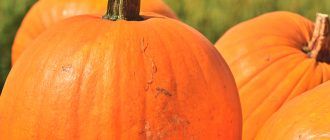 Снимка на тиква