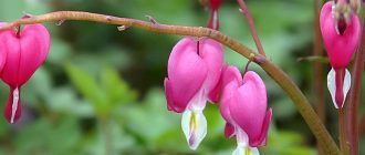 Снимка на дицентра