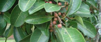 Снимка на фикус