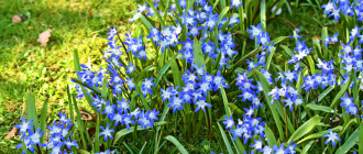 Хионодокса