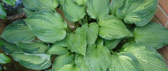 Снимка на Хоста